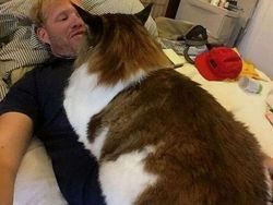 Deretan Penampakan Kucing Punya Ukuran Tubuh Jumbo