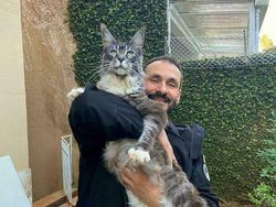 Deretan Penampakan Kucing Punya Ukuran Tubuh Jumbo