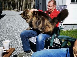 Deretan Penampakan Kucing Punya Ukuran Tubuh Jumbo