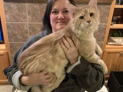 Deretan Penampakan Kucing Punya Ukuran Tubuh Jumbo