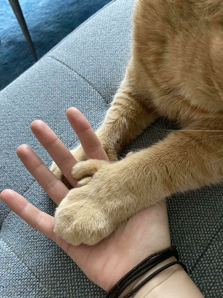 Fotoinet Kucing raksasa
