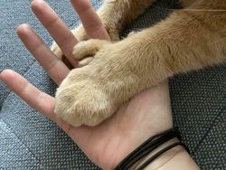 Deretan Penampakan Kucing Punya Ukuran Tubuh Jumbo