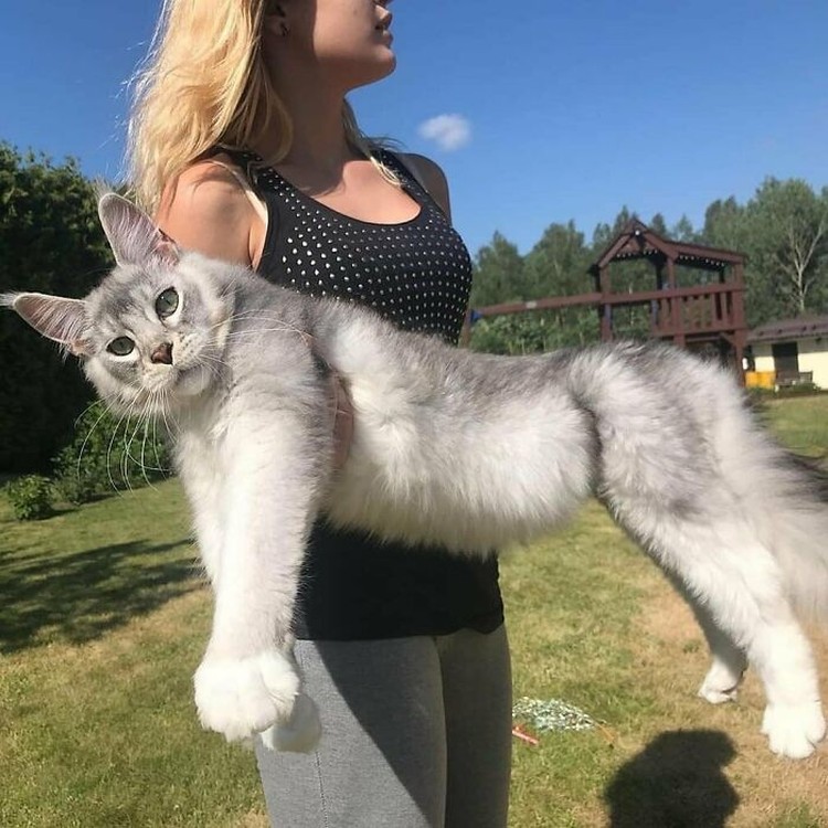 Fotoinet Kucing raksasa