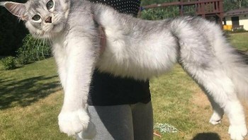 Melansir dari Borepada menurut badan amal kedokteran hewan Inggris, PDSA meski tetap menggemaskan namun ukuran tak normal ini pun bisa berdampak pada keseahatan si kucing. Foto: Boredpanda