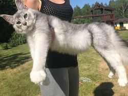 Deretan Penampakan Kucing Punya Ukuran Tubuh Jumbo