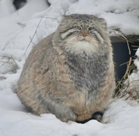 Fotoinet Kucing raksasa