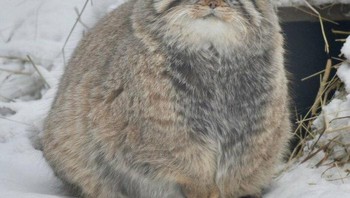 “Penting untuk diingat bahwa ketika kucing kelebihan berat badan, kelebihan berat badan memberi tekanan tambahan pada fungsi normal tubuh,” kata perawat dokter hewan Nina Downing. Foto: Boredpanda