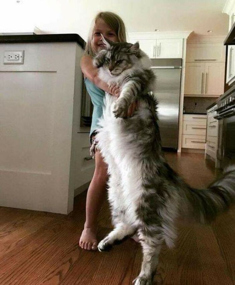 Fotoinet Kucing raksasa