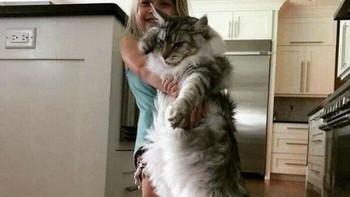“Hal yang sama mungkin berlaku untuk beberapa ras kucing yang lebih besar, terutama di antara silsilah, di mana kumpulan gen bisa lebih kecil.” lanjutnya. Foto: Boredpanda