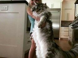 Deretan Penampakan Kucing Punya Ukuran Tubuh Jumbo