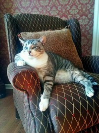 Fotoinet Kucing raksasa