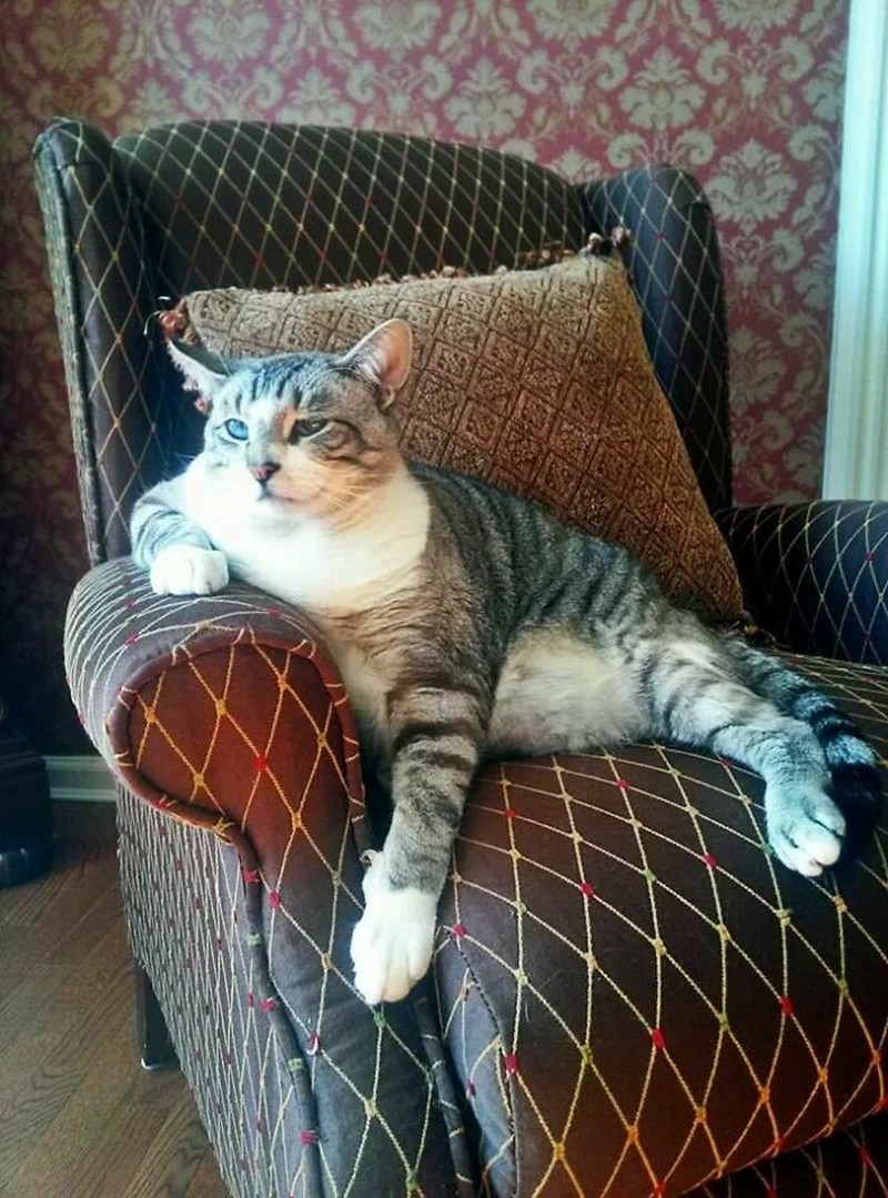 Fotoinet Kucing raksasa