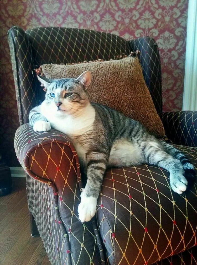 Fotoinet Kucing raksasa Fotoinet Kucing raksasa