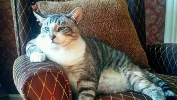 Downing menyoroti bahwa kucing silsilah seperti Maine Coons dapat menderita penyakit jantung atau kondisi kesehatan keturunan lainnya yang mereka warisi dari induk mereka. Foto: Boredpanda
