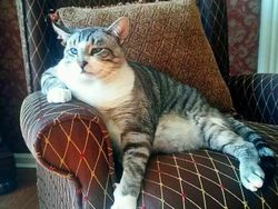 Deretan Penampakan Kucing Punya Ukuran Tubuh Jumbo