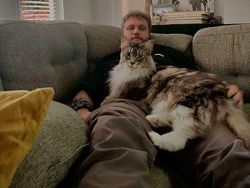 Deretan Penampakan Kucing Punya Ukuran Tubuh Jumbo