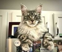 Fotoinet Kucing raksasa