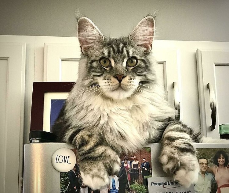 Fotoinet Kucing raksasa Fotoinet Kucing raksasa