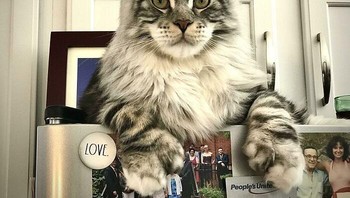 Normalnya kucing memiliki ukuran tubuh yang kecil dan imut. Namun nyatanya tak semua jenis kucing berukuran demikian. Foto: Boredpanda