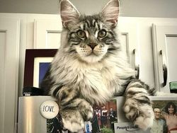 Deretan Penampakan Kucing Punya Ukuran Tubuh Jumbo