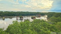 Pengunjung Hutan Mangrove Glagah Wangi, Jepara bisa menaiki gardu pandang dengan ketinggian sekitar 10 meter untuk melihat hutan mangrove dari atas. Wisatawan pun menikmati keindahan alam hutan mangrove.