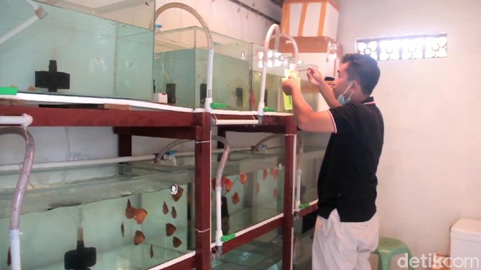 ikan diskus