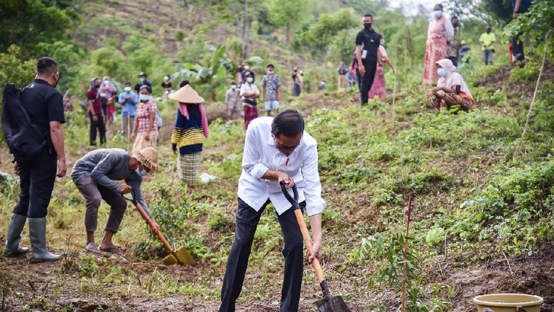Presiden Jokowi menanam pohon di Mandalika.