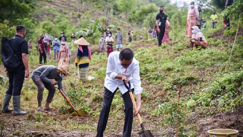 Jokowi Presiden Jokowi menanam pohon di Mandalika.