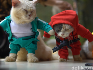Kreasi Baju Kucing Karya Fredi yang Mendunia