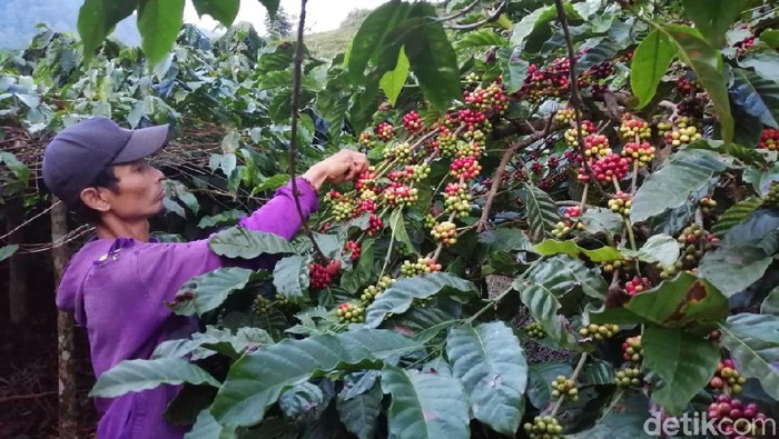 Melihat budidaya kopi yang dilakukan warga hulu sungai Ciliwung