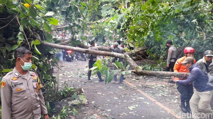 Pohon tumbang sempat membuat akses Palabuhanratu-Cisolok terputus