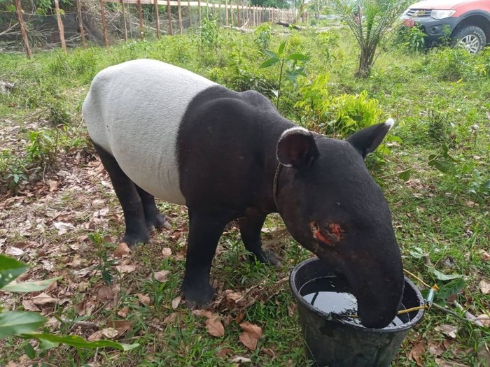 Tapir