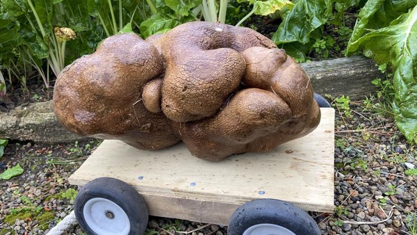 Pasangan Colin dan Donna Craig-Brown dari Selandia Baru tidak menyangka bakal menemukan kentang terbesar di dunia. Kentang itu mereka temukan di kebun di belakang rumahnya. Kentang itu mereka beri nama Doug. (AP)