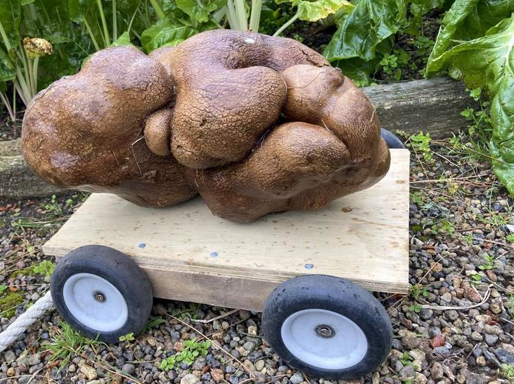 Penampakan Kentang Terbesar Sedunia, tapi Kok Gini Ya?