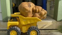 Menurut catatan museum Guinness World Records, kentang terbesar di dunia beratnya di bawah 5 kilogram. Kentang itu berasal dari Inggris dan tercatat pada tahun 2011 silam. Doug sedang didaftarkan untuk memecahkan rekor tersebut. (AP)