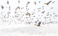 Europe Wildlife Photographer of The Year 2021