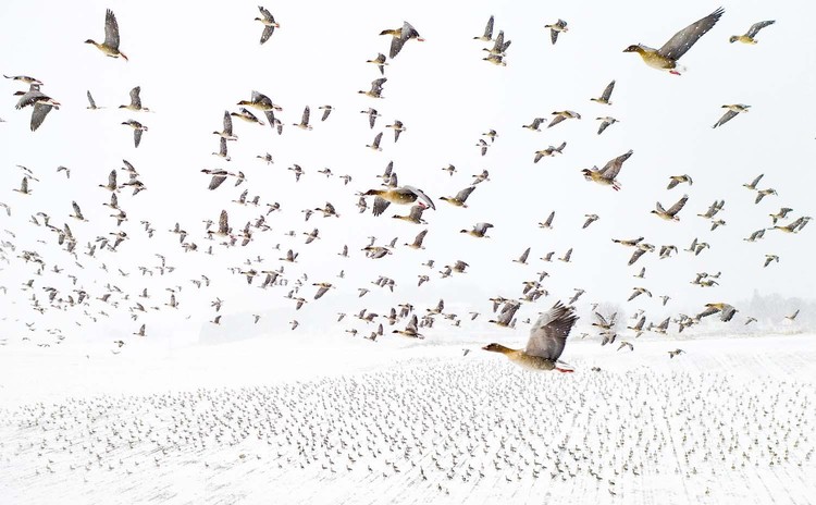Europe Wildlife Photographer of The Year 2021
