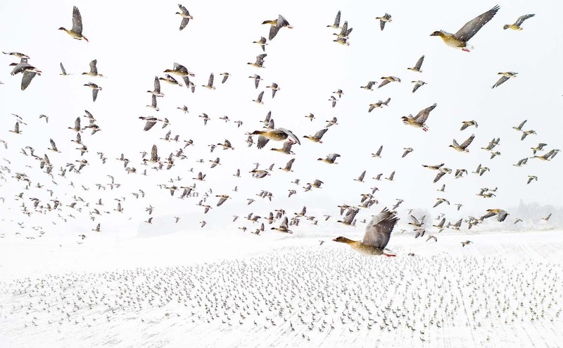 Europe Wildlife Photographer of The Year 2021