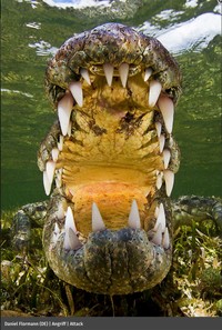 Europe Wildlife Photographer of The Year 2021