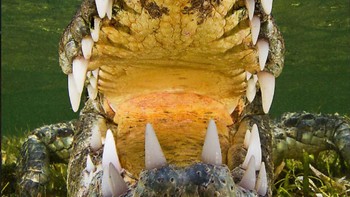 Highly Commended Photos karya Daniel Flormann Foto: Europe Wildlife Photographer of The Year