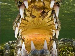 Karya Luar Biasa Jawara Europe Wildlife Photographer 2021