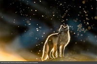 Europe Wildlife Photographer of The Year 2021