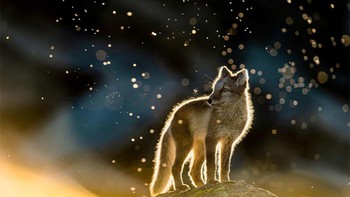 Highly Commended Photos karya Arnfinn Johansen Foto: Europe Wildlife Photographer of The Year