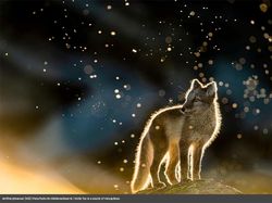 Karya Luar Biasa Jawara Europe Wildlife Photographer 2021