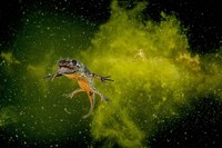 Europe Wildlife Photographer of The Year 2021