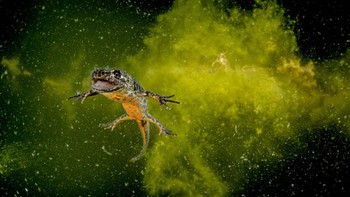 Highly Commended Photos karya Makedonischer Kammolch. Foto: Europe Wildlife Photographer of The Year