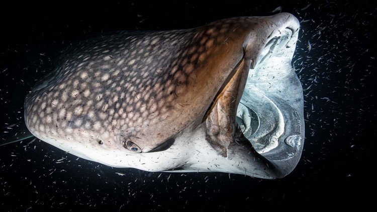 Europe Wildlife Photographer of The Year 2021