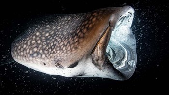 Highly Commended Photos karya Uppige Mahlezeit Foto: Europe Wildlife Photographer of The Year