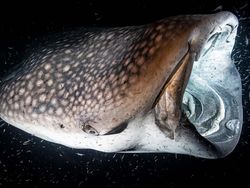 Karya Luar Biasa Jawara Europe Wildlife Photographer 2021