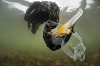 Europe Wildlife Photographer of The Year 2021